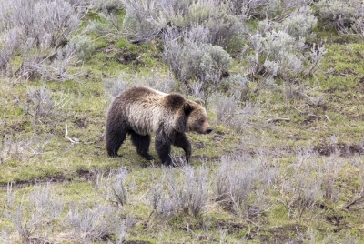 Grizzly Bear May 2025